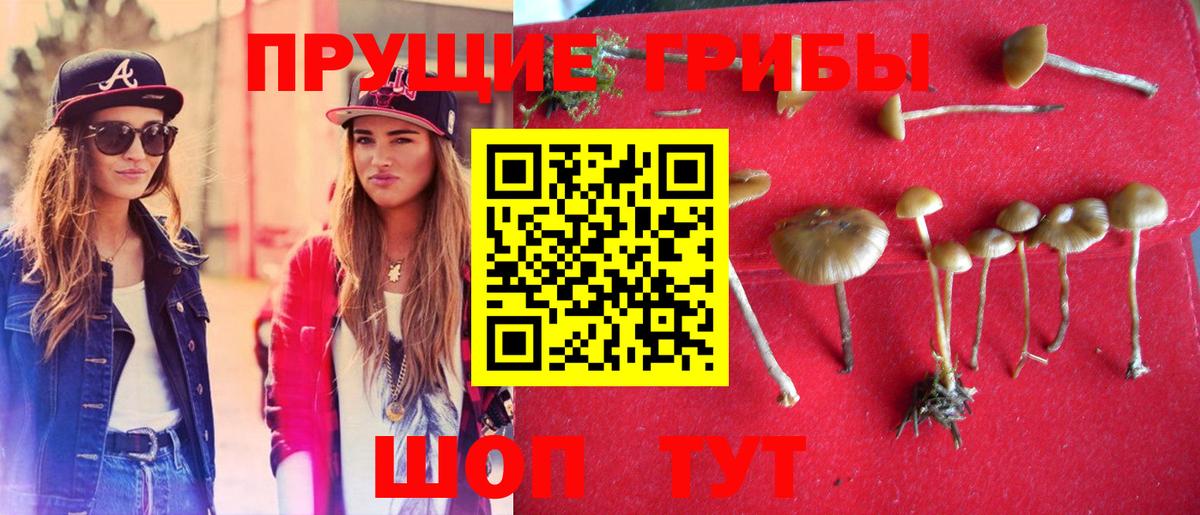 Асино  Галлюциногенные грибы Psilocybine cubensis  Псилоцибиновые грибы MAGIC MUSHROOMS  Вход с VPN 